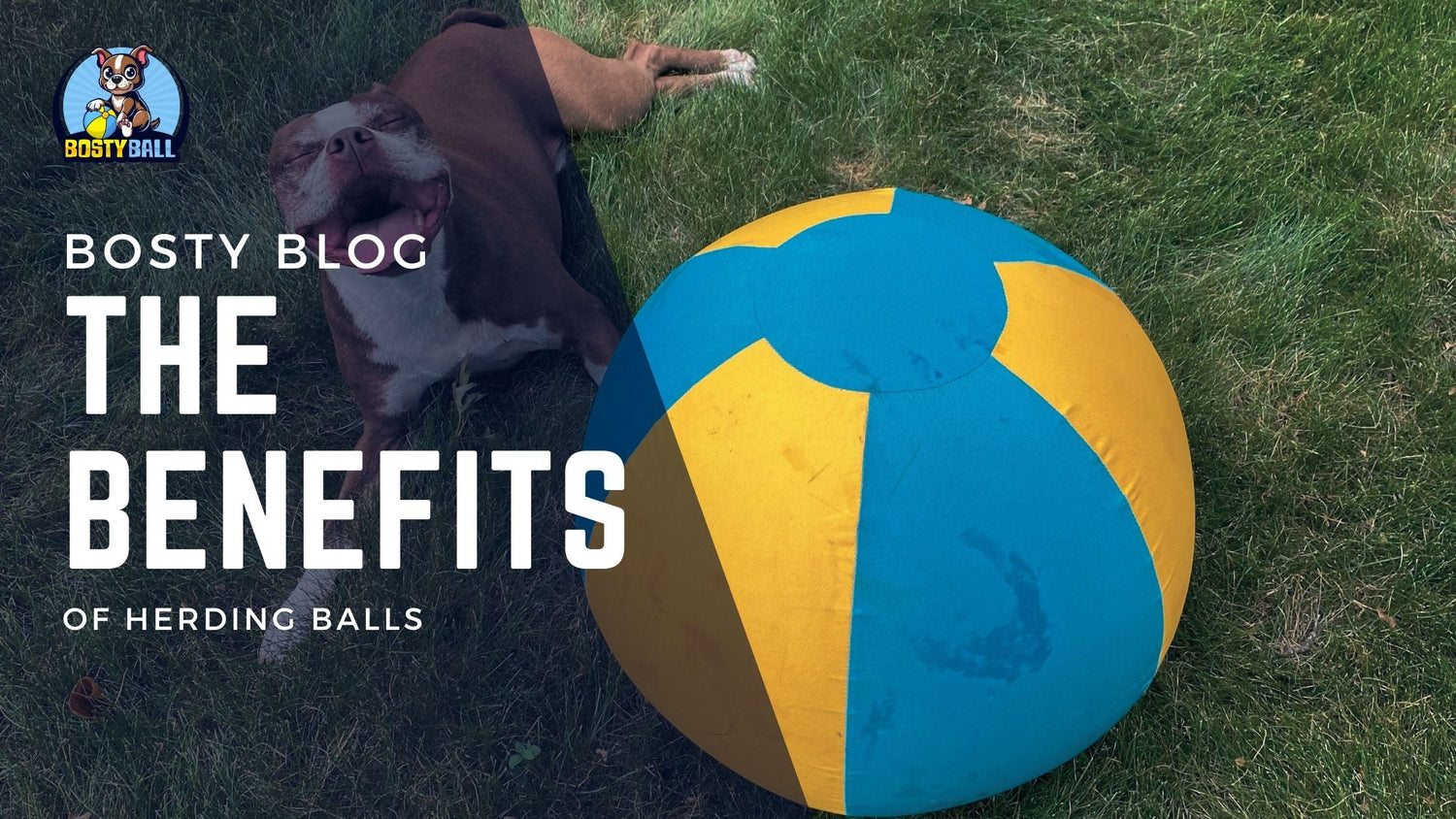 The benefits of herding balls. Features a smiling Boston Terrier next to herding ball.