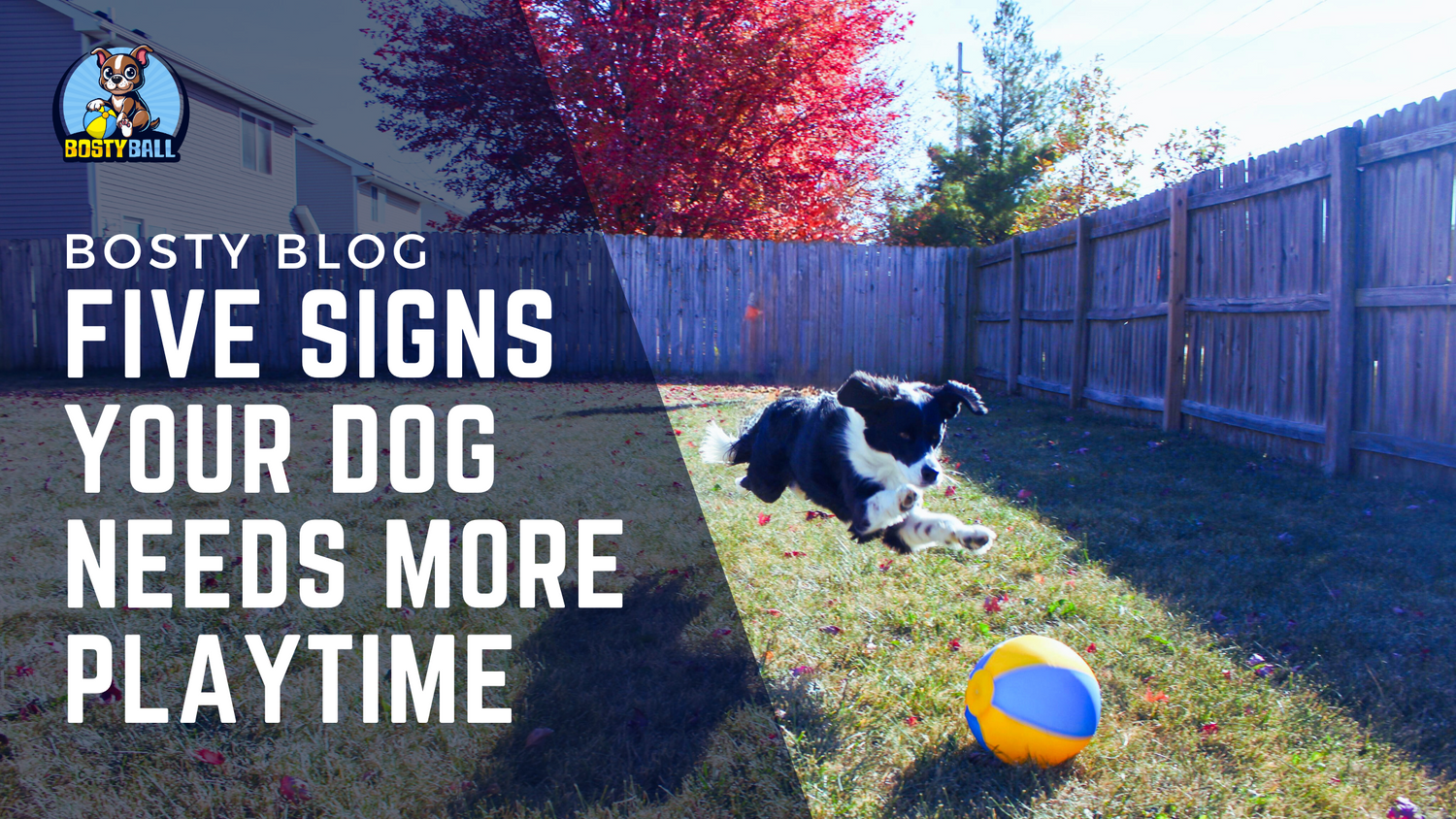 Five Signs Your Dog Needs More Playtime Bosty Blog