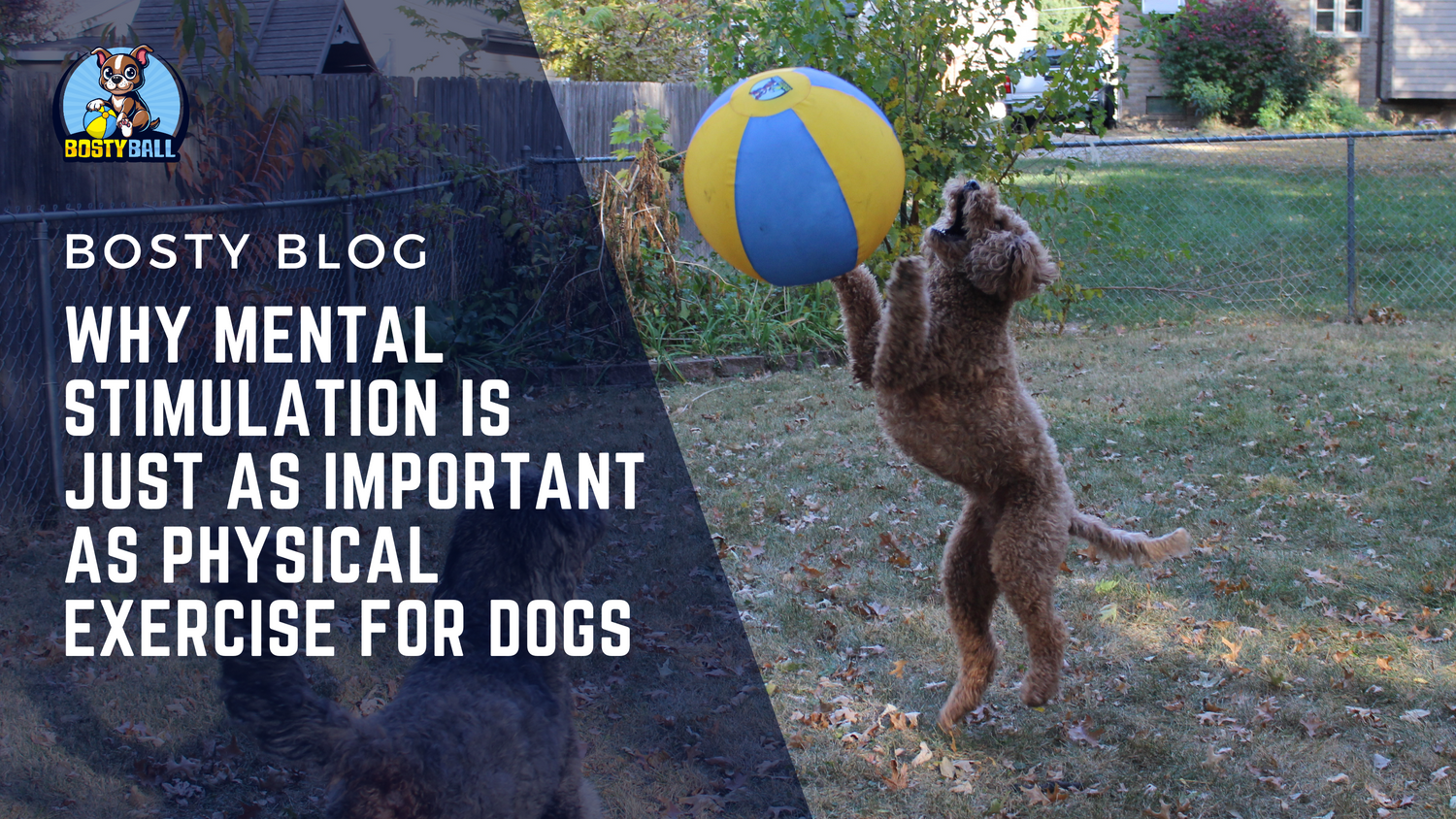 Why Mental Stimulation is Just as Important as Physical Exercise for Dogs