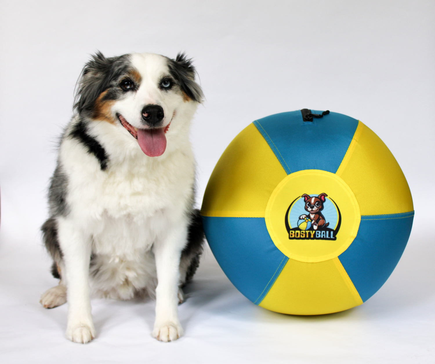 An Australian Shepherd sitting next to an 18-inch Bosty Ball MAX herding ball, showcasing the ball’s blue and yellow nylon cover and logo.