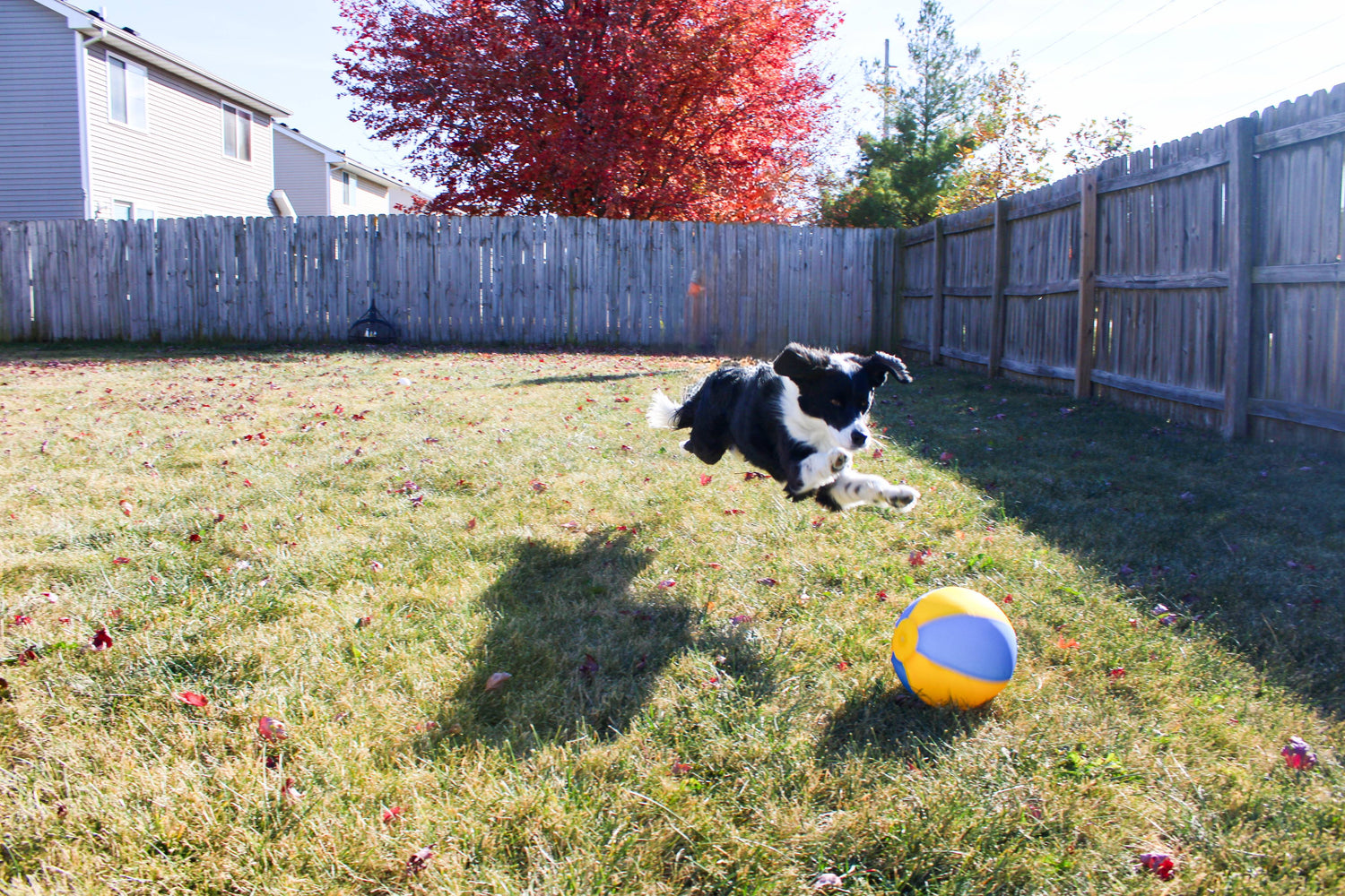 Collie dog jumping after durable Bosty Ball Herding Ball