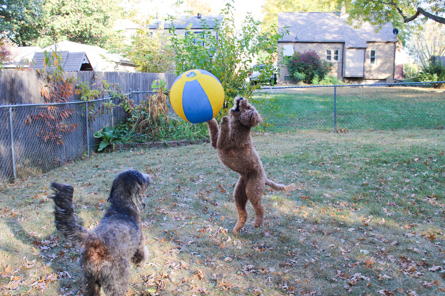 Goldendoodle jumping for Bosty Ball herding ball
