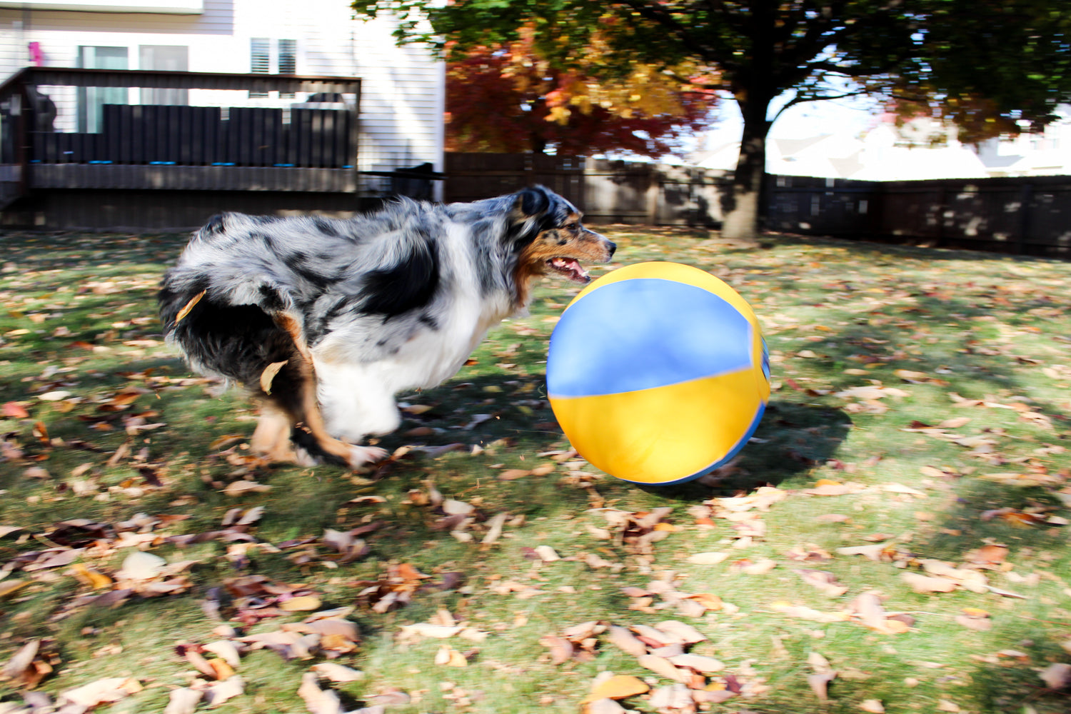 Australian Shepherd dog chasing Bosty Ball herding ball