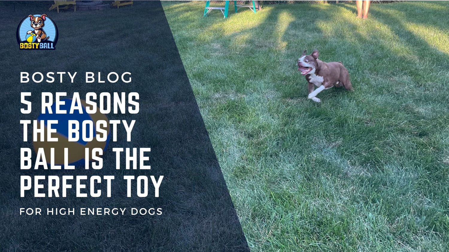 5 Reasons Why the Bosty Ball is the Perfect Toy for High-Energy Dogs