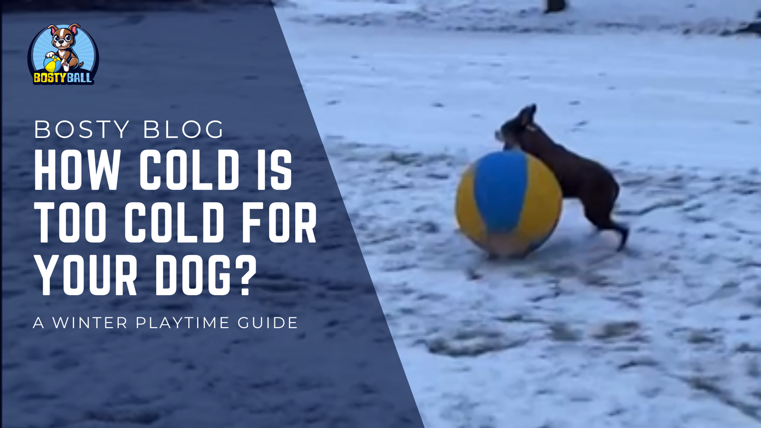 How cold is too cold for your dog?