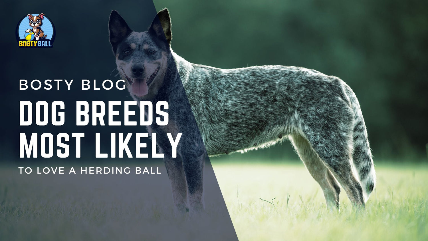Dog Breeds Most Likely To Love a Herding Ball