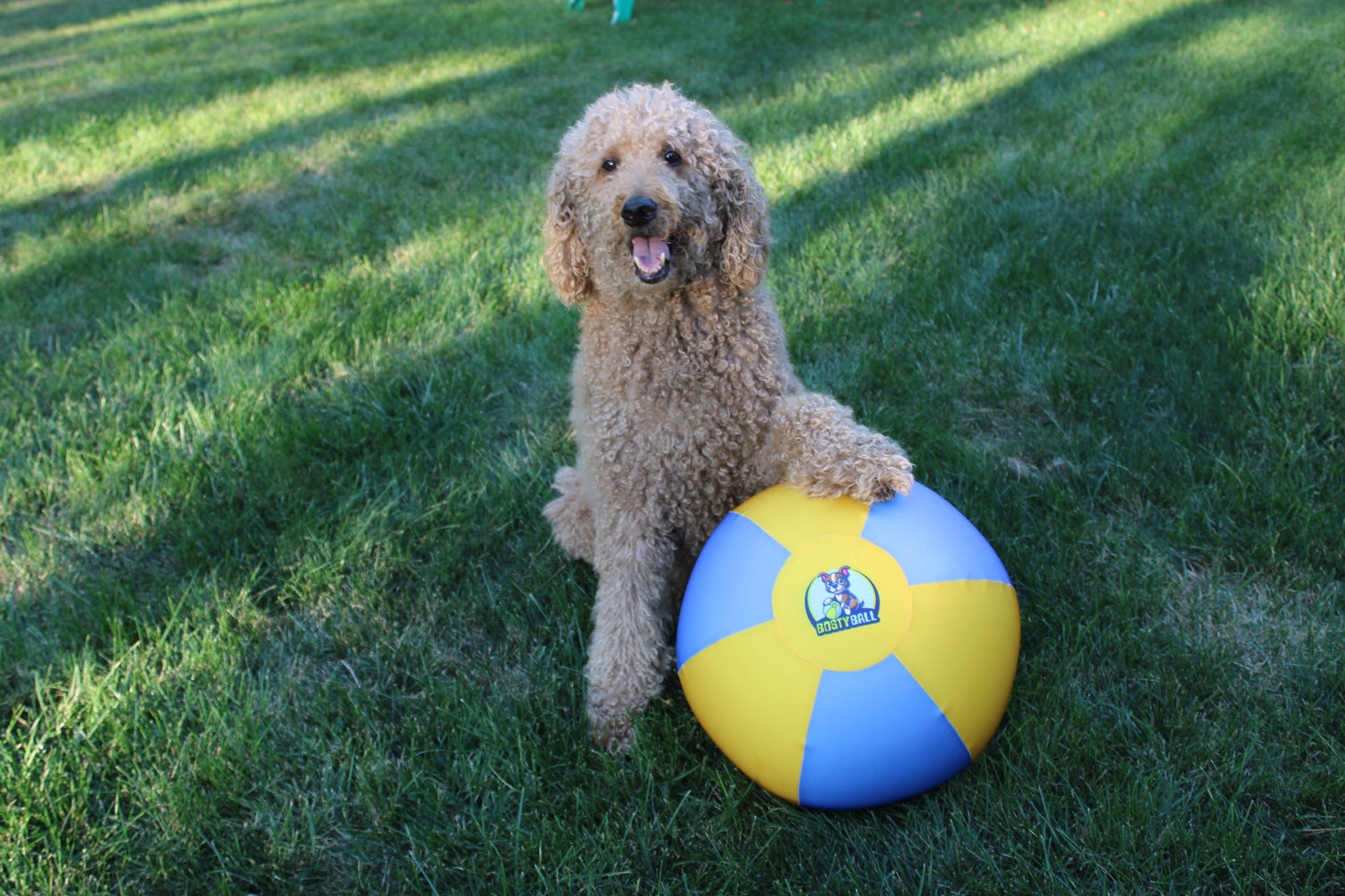 Golden doodle with Bosty Ball herding ball