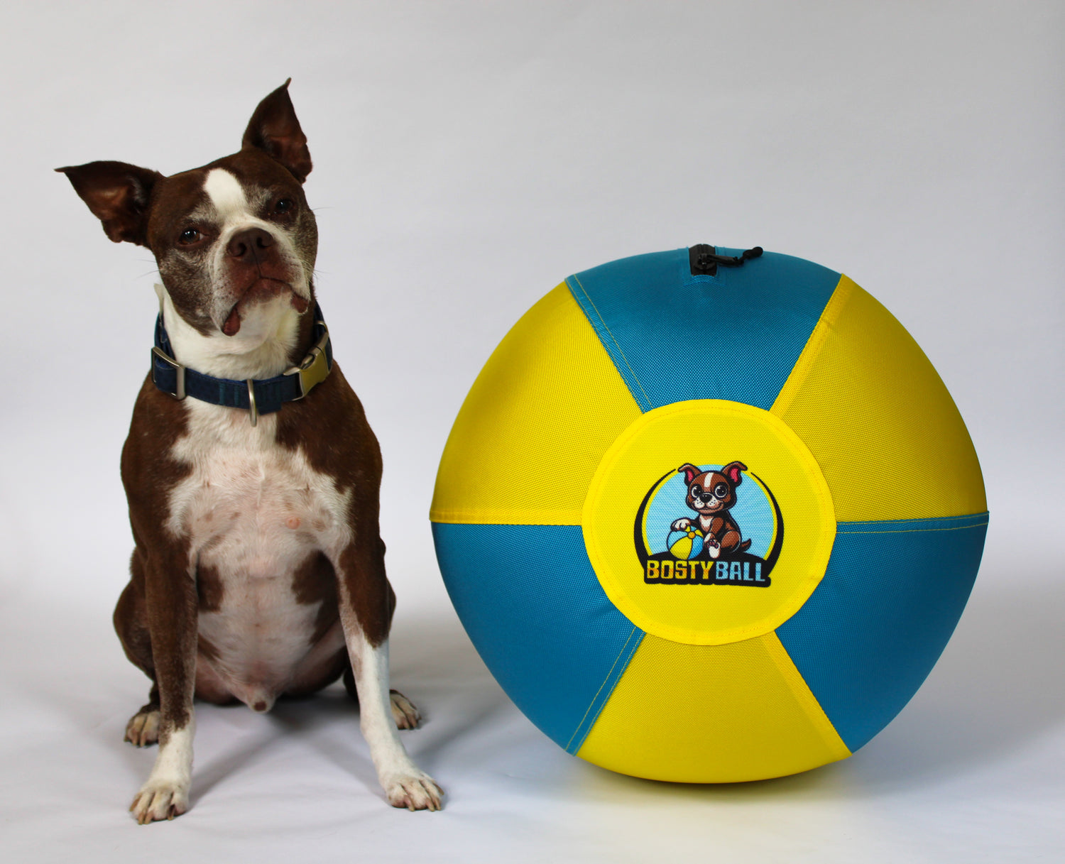 A Boston Terrier sitting next to an 18-inch Bosty Ball MAX herding ball, showcasing the ball’s blue and yellow nylon cover and logo.