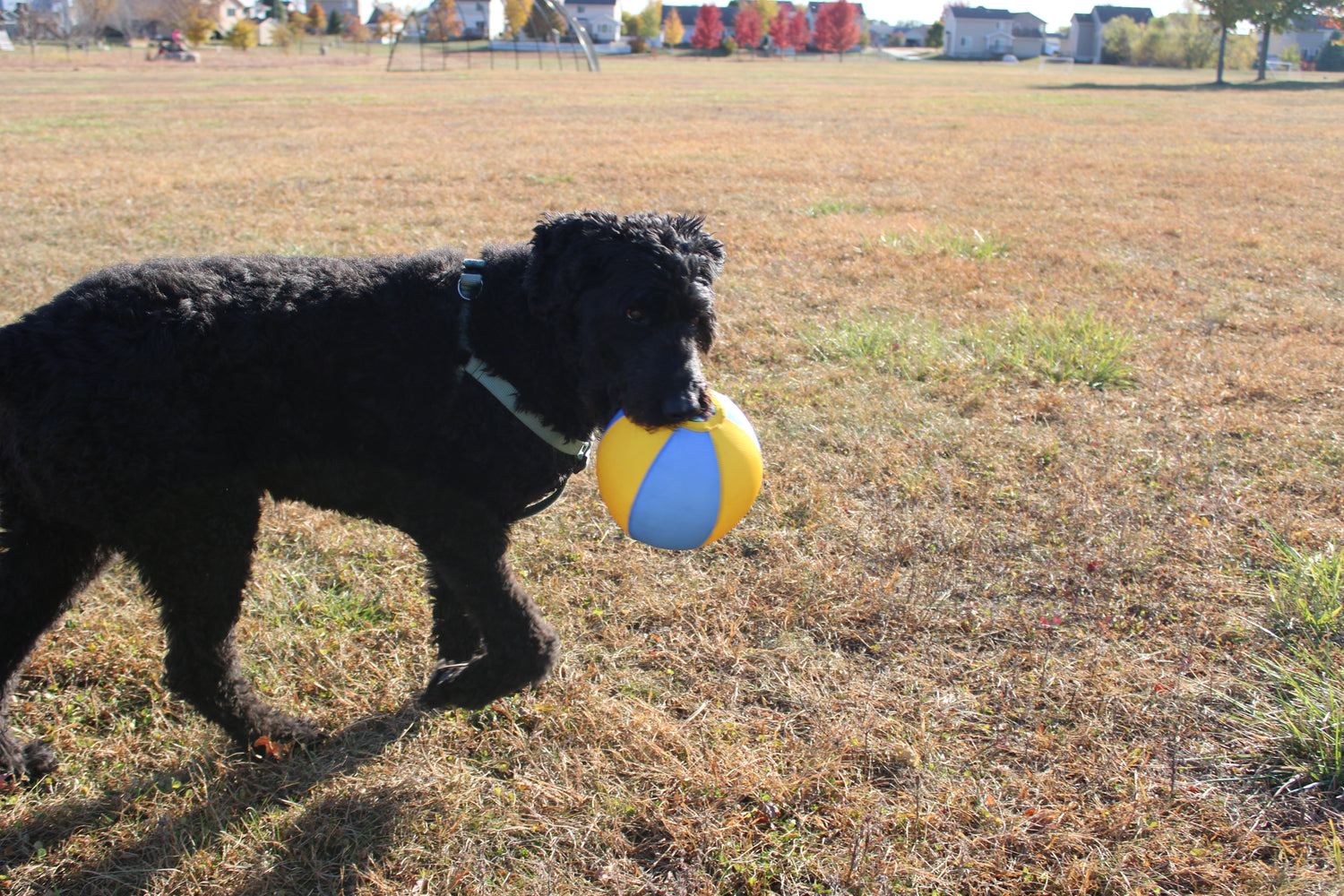 Dog holding Bosty Ball in mouth