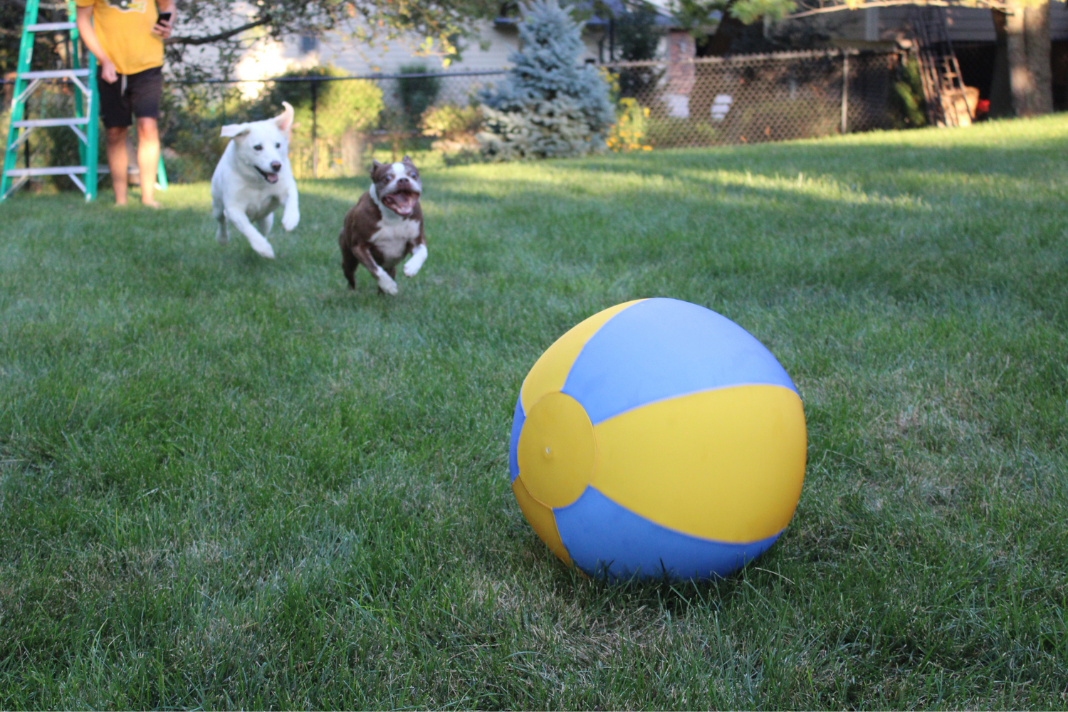 Dogs chasing Bosty Ball herding ball