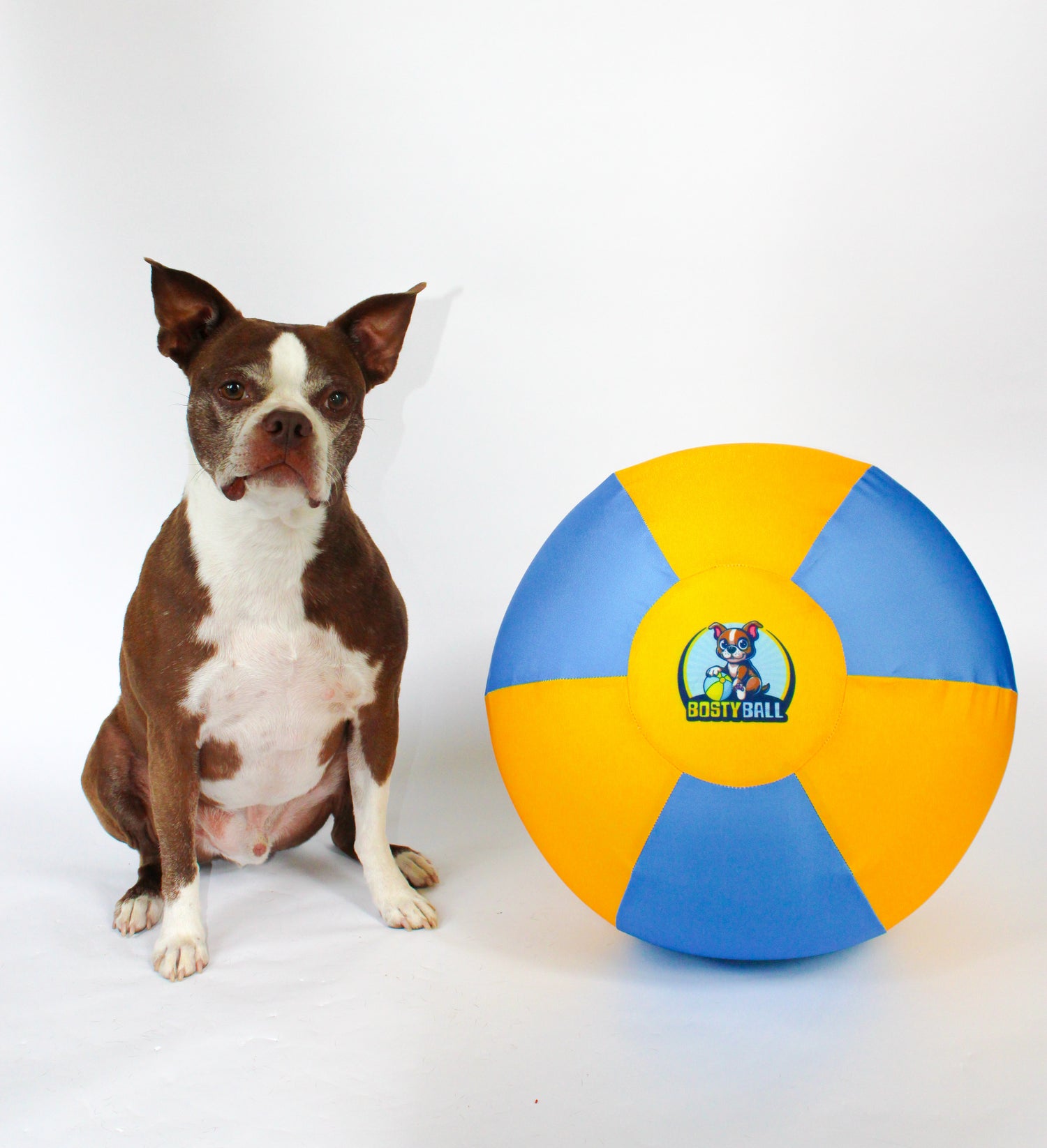 Boston Terrier next to Bosty Ball herding ball