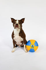 Boston Terrier next to Bosty Ball herding ball