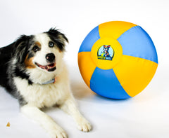 Australian Shepherd next to Bosty Ball herding ball