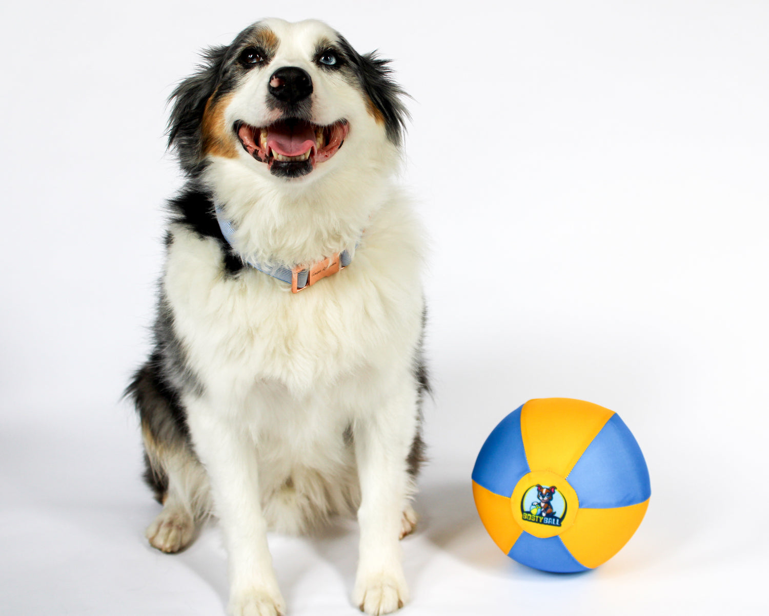 Australian Shepherd next to Bosty Ball herding ball