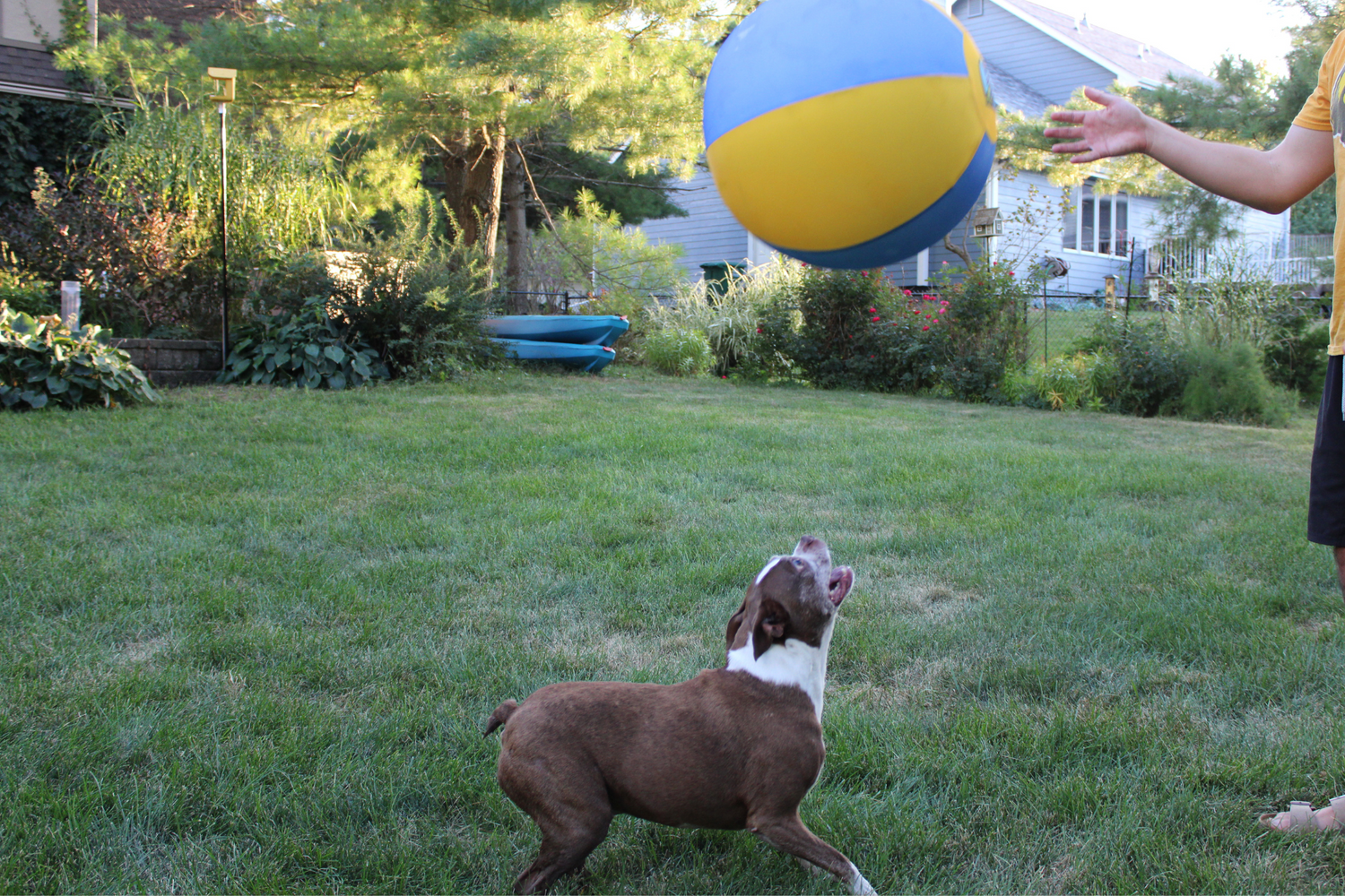 Boston terrier playing with Bosty Ball herding ball